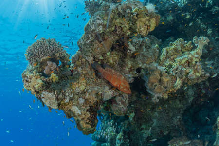 Fish swim in the Red Sea, colorful fish, Eilat Israel