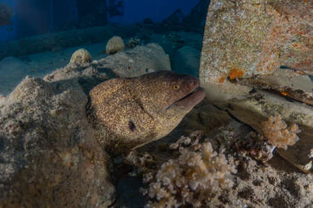 Moray eel Mooray lycodontis undulatus in the Red Sea, Eilat Israel