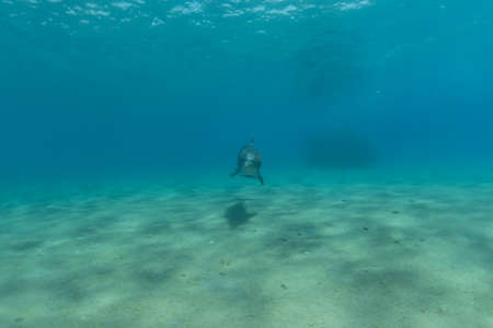 Dolphin swimming in the Red Sea, Eilat Israelの写真素材