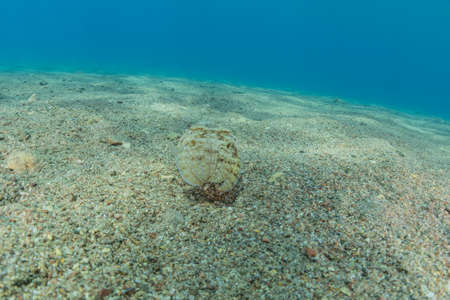 Squid in the Red Sea Colorful and beautiful, Eilat Israelの写真素材