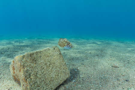Squid in the Red Sea Colorful and beautiful, Eilat Israel