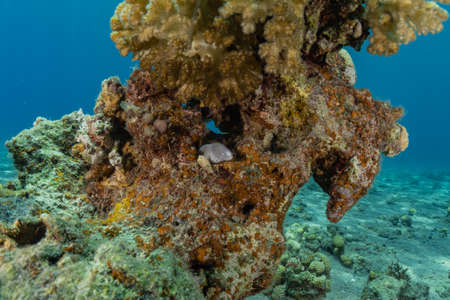 Coral reef and water plants in the Red Sea, Eilat Israelの写真素材