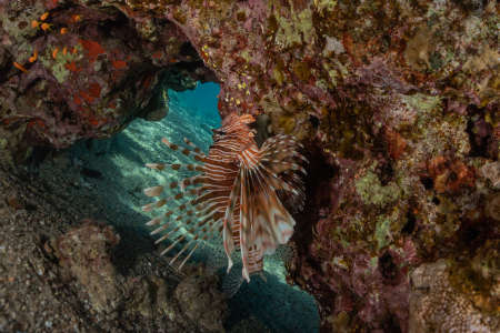 Lionfish in the Red Sea colorful fish, Eilat Israel
