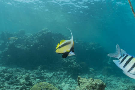 Fish swim in the Red Sea, colorful fish, Eilat Israel
