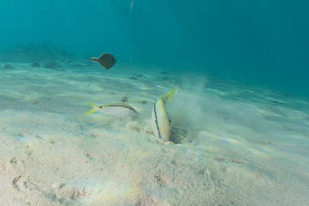 Fish swim in the Red Sea, colorful fish, Eilat Israel