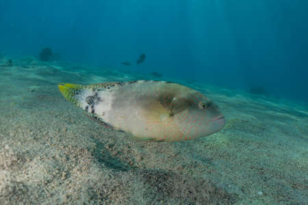 Fish swim in the Red Sea, colorful fish, Eilat Israel