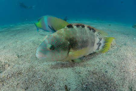 Fish swim in the Red Sea, colorful fish, Eilat Israel