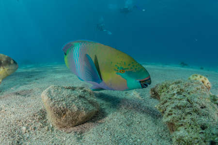 Fish swim in the Red Sea, colorful fish, Eilat Israelの写真素材