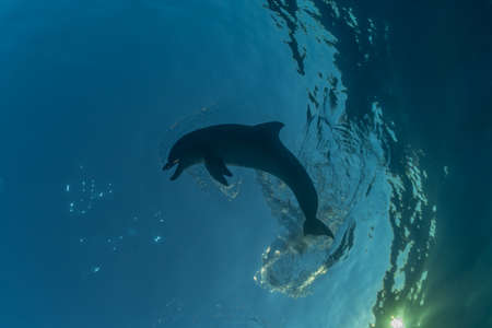 Dolphin swimming in the Red Sea, Eilat Israel