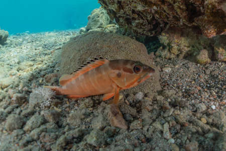 Fish swim in the Red Sea, colorful fish, Eilat Israelの写真素材
