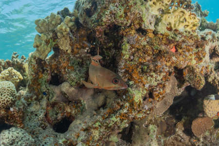 Moray eel Mooray lycodontis undulatus in the Red Sea, Eilat Israel