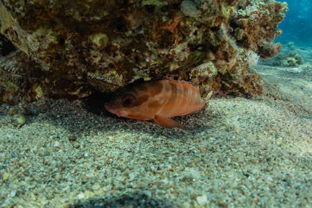 Fish swim in the Red Sea, colorful fish, Eilat Israel