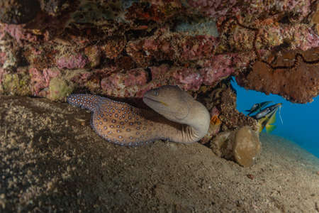 Moray eel Mooray lycodontis undulatus in the Red Sea, Eilat Israel