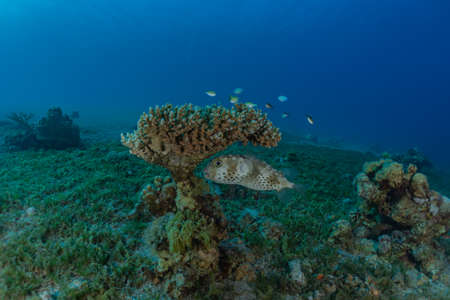 Fish swim in the Red Sea, colorful fish, Eilat Israel