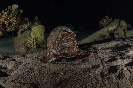 Octopus king of camouflage in the Red Sea, Eilat Israelの写真素材