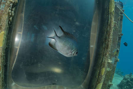 Fish swim in the Red Sea, colorful fish, Eilat Israel