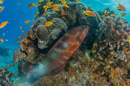 Coral reef and water plants in the Red Sea, Eilat Israel
