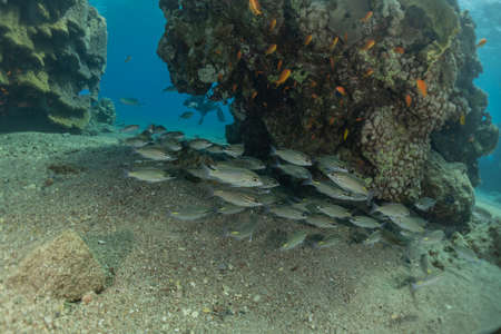 Fish swim in the Red Sea, colorful fish, Eilat Israel