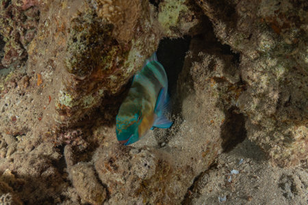Fish swim in the Red Sea, colorful fish, Eilat Israel