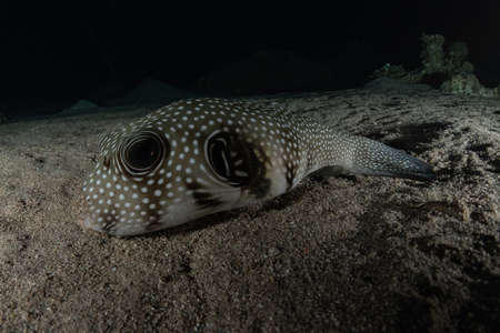 Fish swim in the Red Sea, colorful fish, Eilat Israelの写真素材