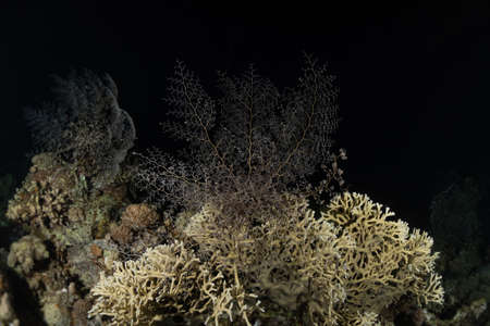 Coral reef and water plants in the Red Sea, Eilat Israelの写真素材