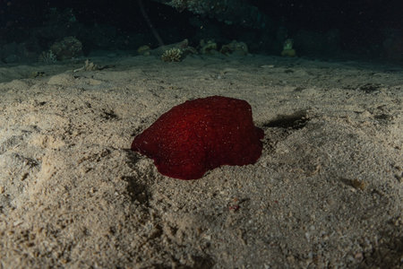 Sea slug in the Red Sea Colorful and beautiful, Eilat Israelの写真素材