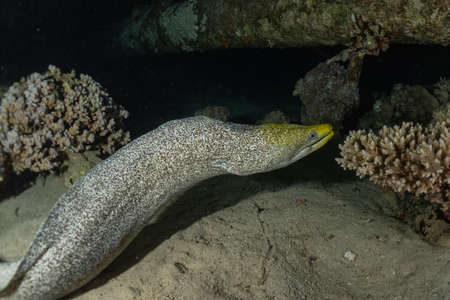 Moray eel Mooray lycodontis undulatus in the Red Sea, Eilat Israel