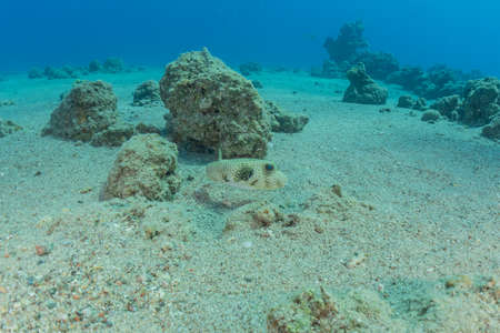 Fish swim in the Red Sea, colorful fish, Eilat Israel