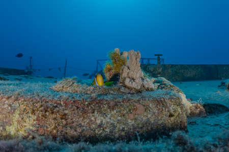 Coral reef and water plants in the Red Sea, Eilat Israel