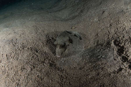 Fish swim in the Red Sea, colorful fish, Eilat Israelの写真素材