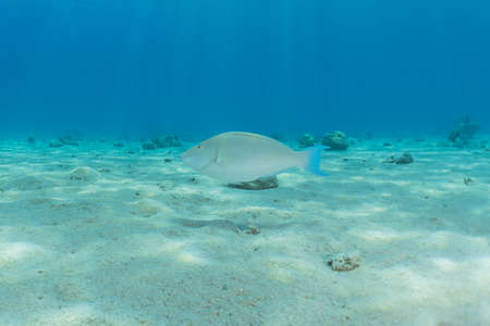 Fish swim in the Red Sea, colorful fish, Eilat Israel
