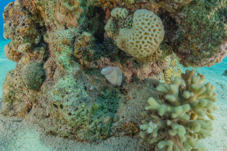 Coral reef and water plants in the Red Sea, Eilat Israel