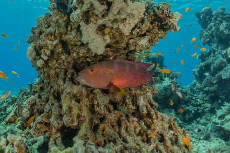 Fish swim in the Red Sea, colorful fish, Eilat Israelの写真素材