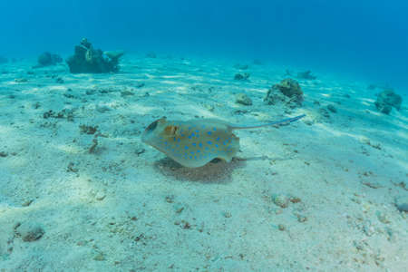 Blue-spotted stingray On the seabed  in the Red Seaの写真素材