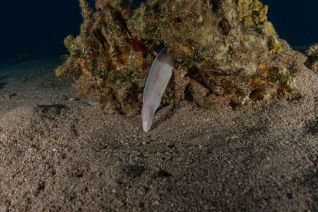 Moray eel Mooray lycodontis undulatus in the Red Sea, Eilat Israel