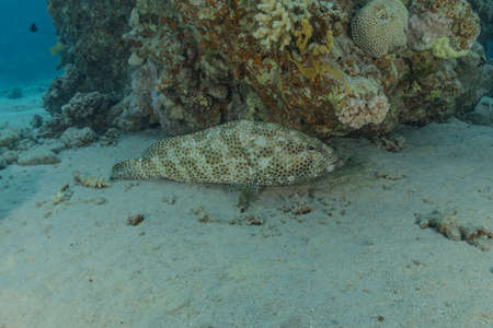 Fish swim in the Red Sea, colorful fish, Eilat Israelの写真素材