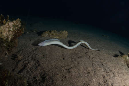 Moray eel Mooray lycodontis undulatus in the Red Sea, Eilat Israel