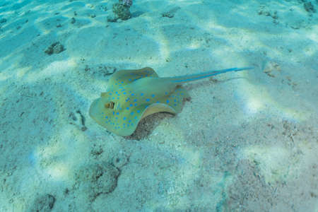 Blue-spotted stingray On the seabed  in the Red Sea