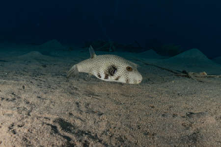 Fish swim in the Red Sea, colorful fish, Eilat Israelの写真素材