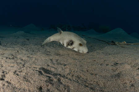 Fish swim in the Red Sea, colorful fish, Eilat Israelの写真素材