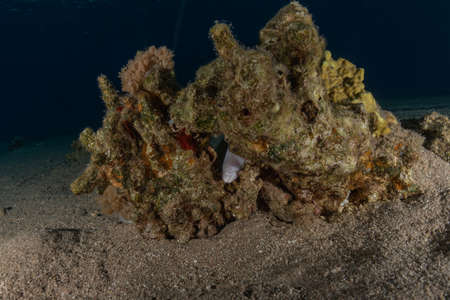 Coral reef and water plants in the Red Sea, Eilat Israel