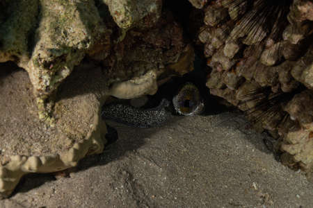 Moray eel Mooray lycodontis undulatus in the Red Sea, Eilat Israel