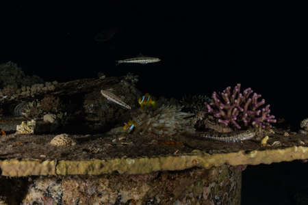 Coral reef and water plants in the Red Sea, Eilat Israel