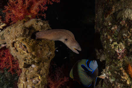 Moray eel Mooray lycodontis undulatus in the Red Sea, Eilat Israel