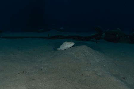 Fish swim in the Red Sea, colorful fish, Eilat Israel