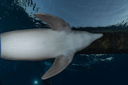 Dolphin swimming in the Red Sea, Eilat Israel