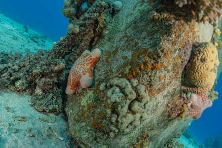 Starfish On the seabed in the Red Sea, Eilat Israel