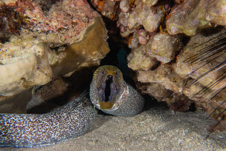 Moray eel Mooray lycodontis undulatus in the Red Sea, Eilat Israelの写真素材