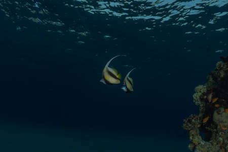 Fish swim in the Red Sea, colorful fish, Eilat Israelの写真素材