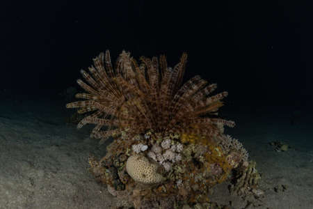 Coral reef and water plants in the Red Sea, Eilat Israelの写真素材